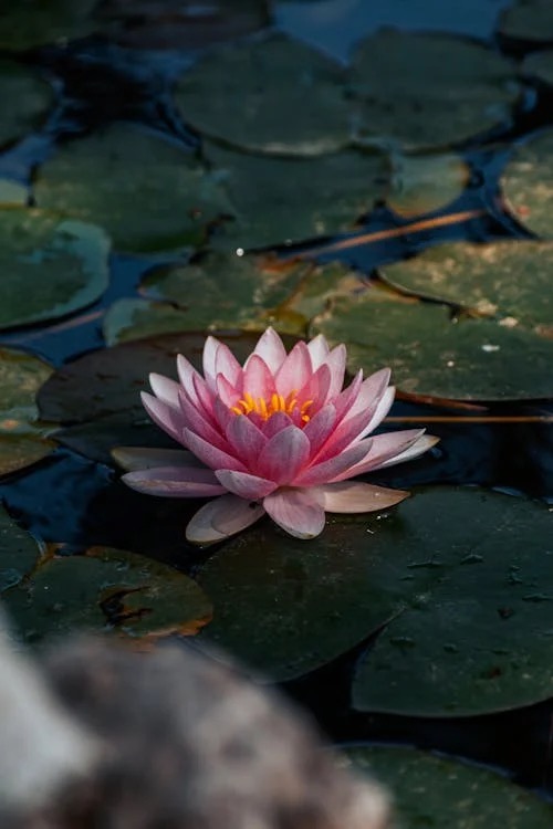 MyGarden